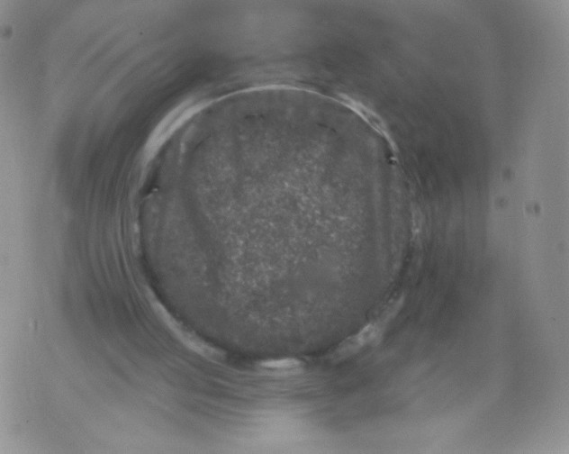 X0000071850053200607211902