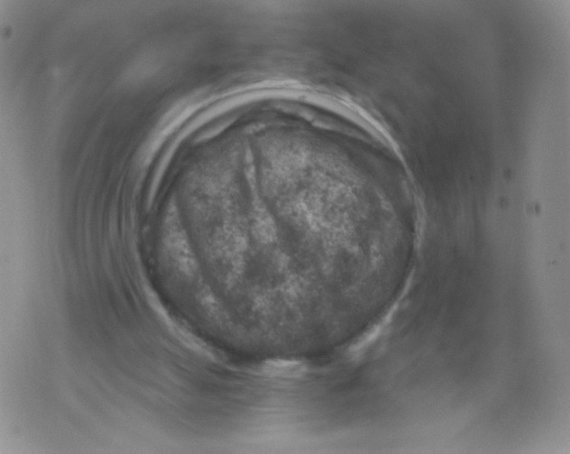 X0000071850055200607211902