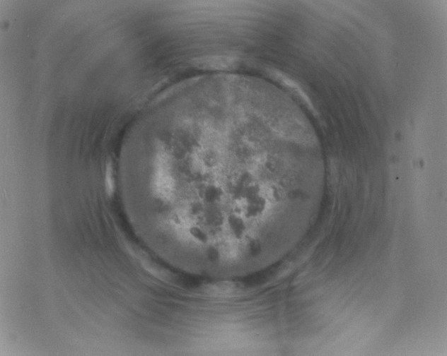 X0000071850069200607211902