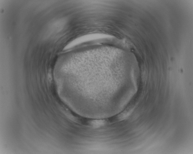 X0000071850085200607211903