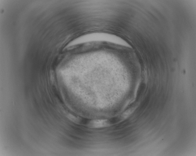 X0000071850093200607211903