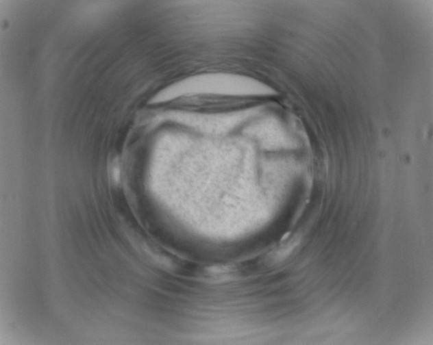 X0000071850095200607211903