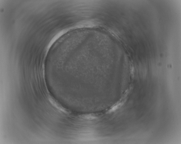 X0000071850100200607211902