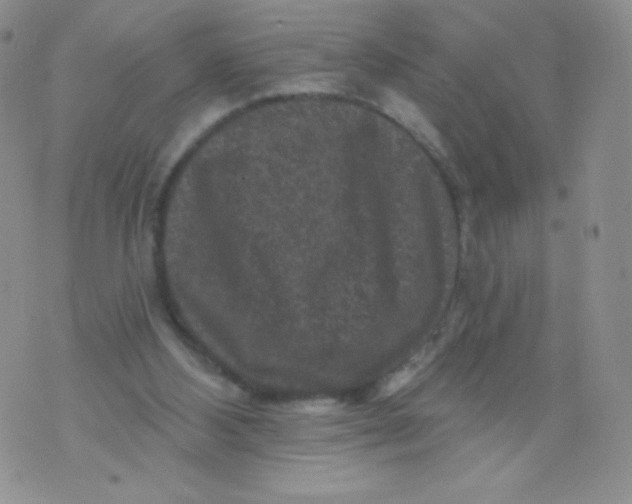 X0000071850108200607211902