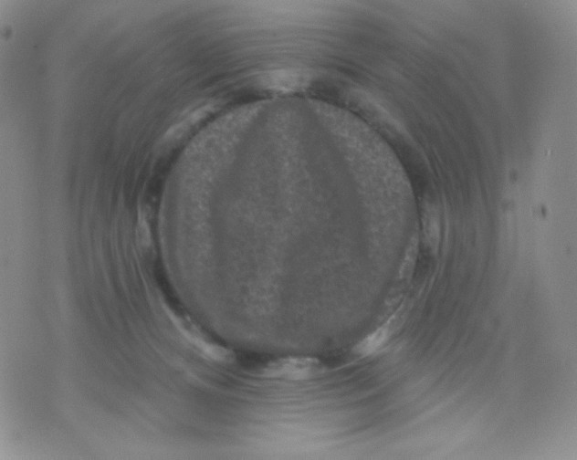 X0000071850128200607211902