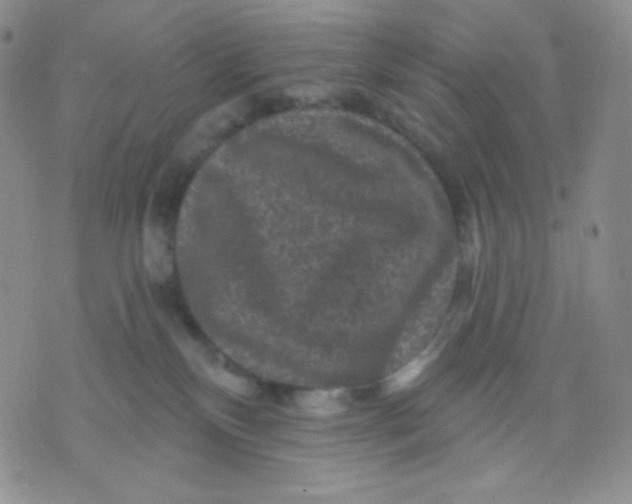 X0000071850136200607211901