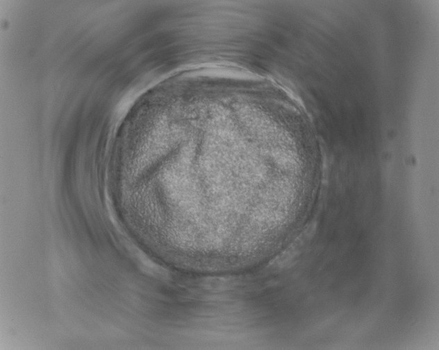 X0000071850145200607211901