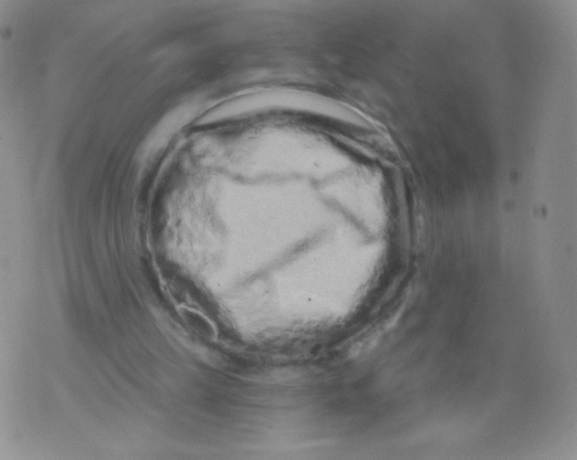 X0000071850149200607211901