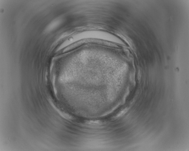 X0000071850157200607211901