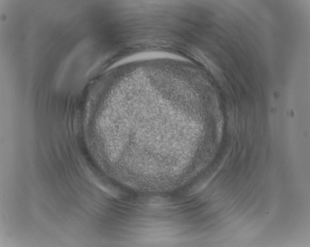 X0000071850165200607211901