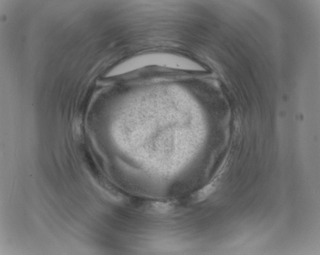 X0000071850166200607211901