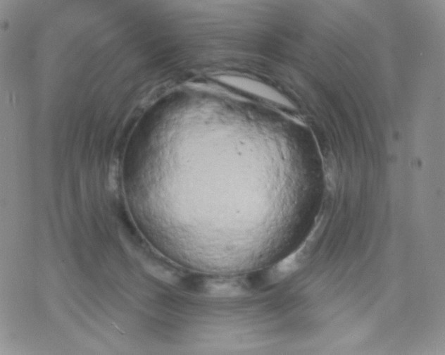 X0000071850175200607211901