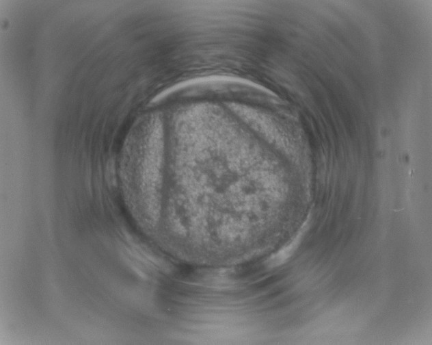 X0000071850182200607211901