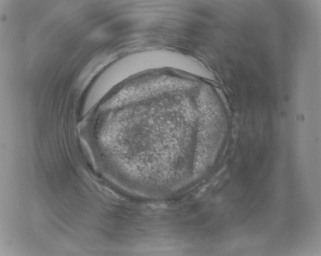 X0000071850194200607211901