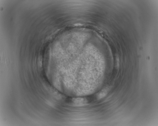 X0000071850230200607211900