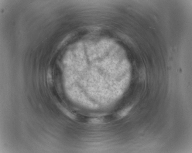 X0000071850238200607211900