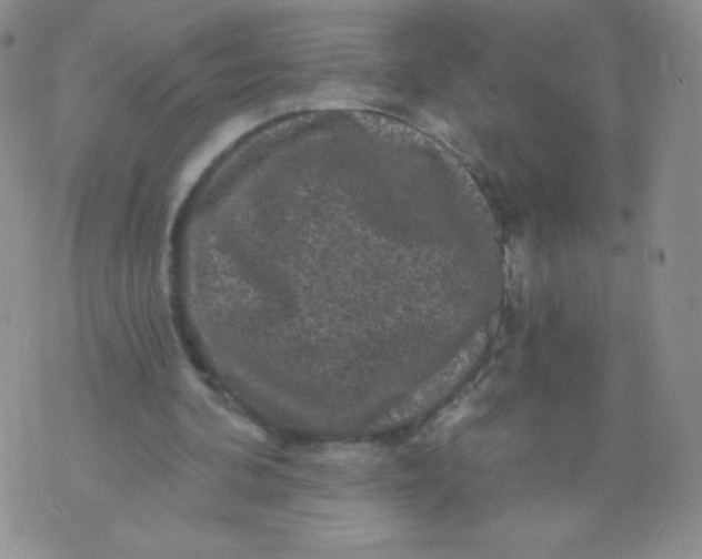 X0000071850292200607211859