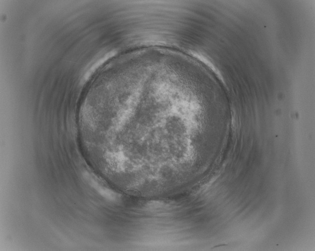 X0000071850390200607211857