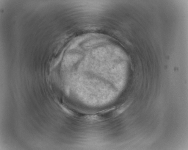 X0000071850528200607211855