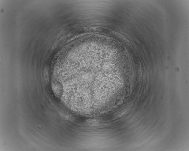 X0000071850699200607211852