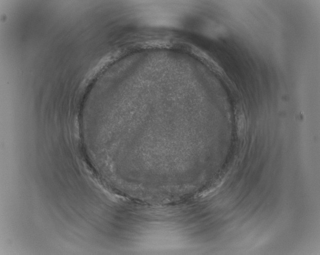 X0000071850729200607211851