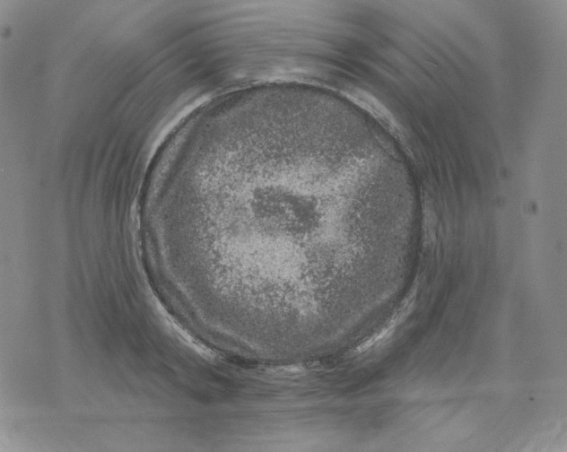 X0000071850798200607211851