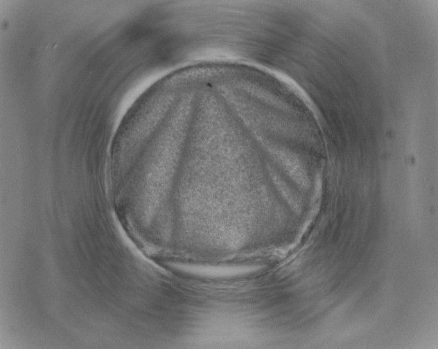 X0000071851295200607211843