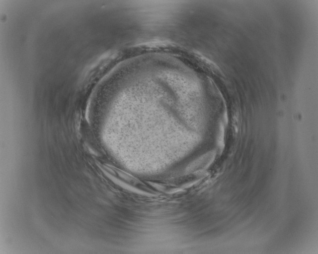 X0000071851398200607211840