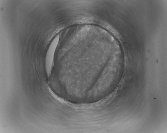 X0000071850009200607290144