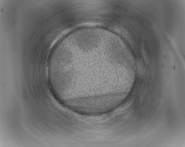 X0000071850016200607290144