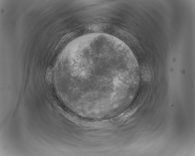 X0000071850036200607290143