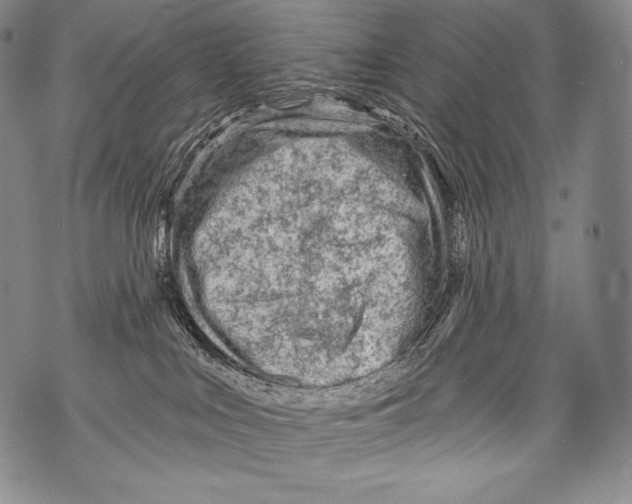 X0000071850043200607290143