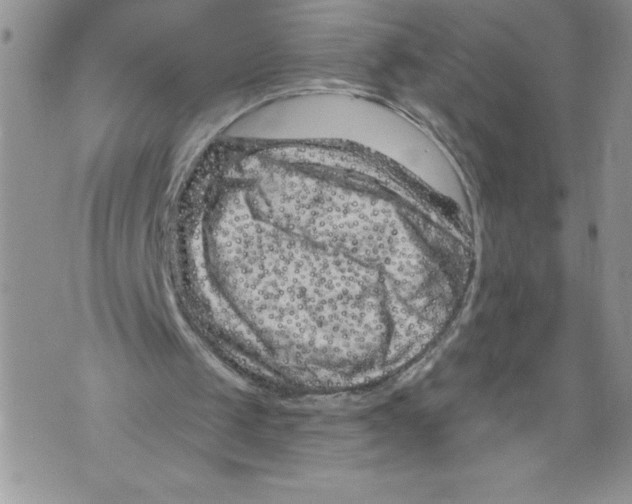 X0000071850049200607290142