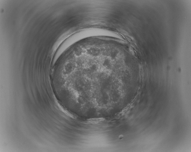 X0000071850051200607290142