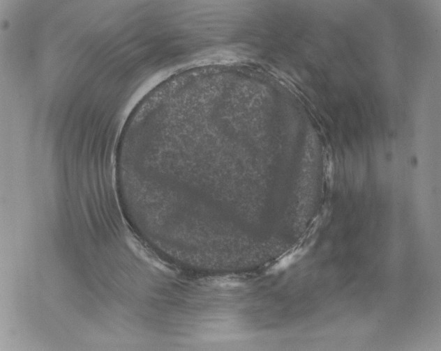 X0000071850100200607290142