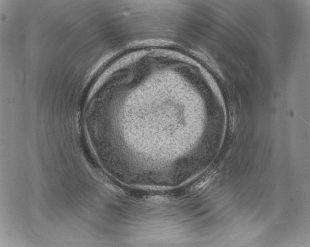 X0000071850111200607290142