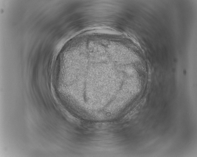 X0000071850145200607290141