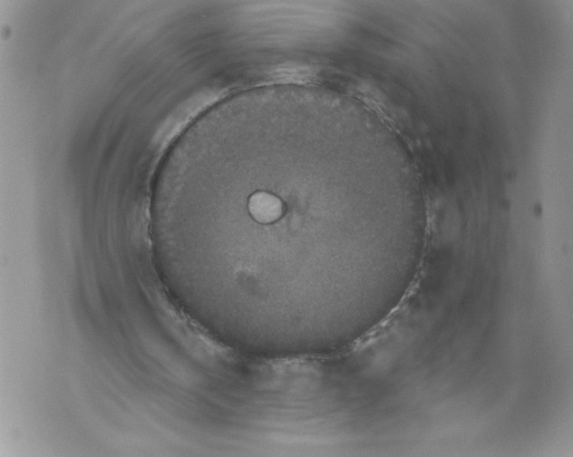 X0000071850146200607290141