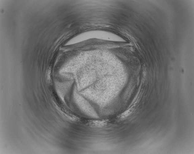 X0000071850166200607290141