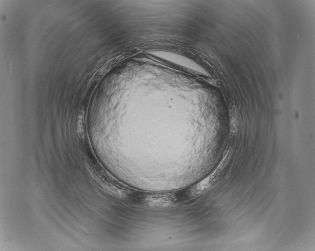 X0000071850175200607290141