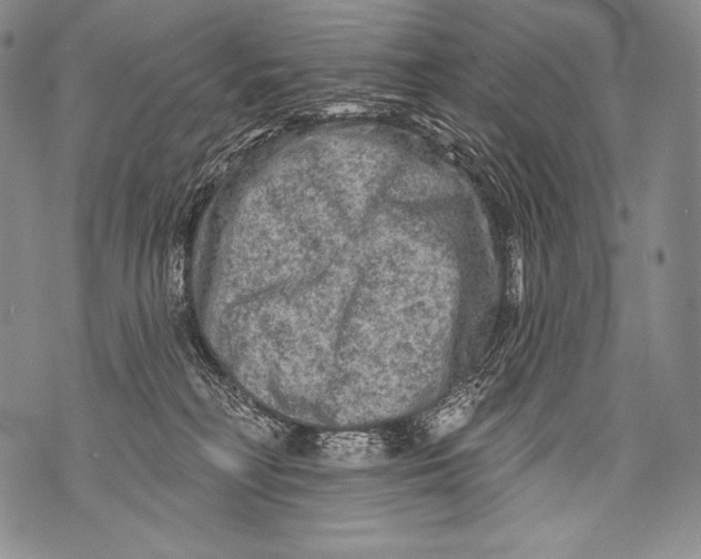 X0000071850230200607290140