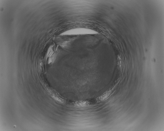 X0000071850235200607290140