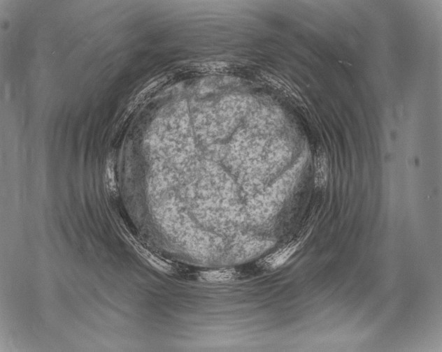 X0000071850238200607290140