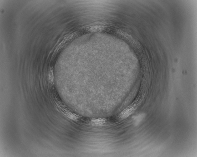 X0000071850240200607290140