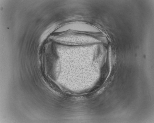 X0000071850245200607290139