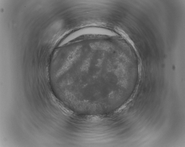 X0000071850249200607290139