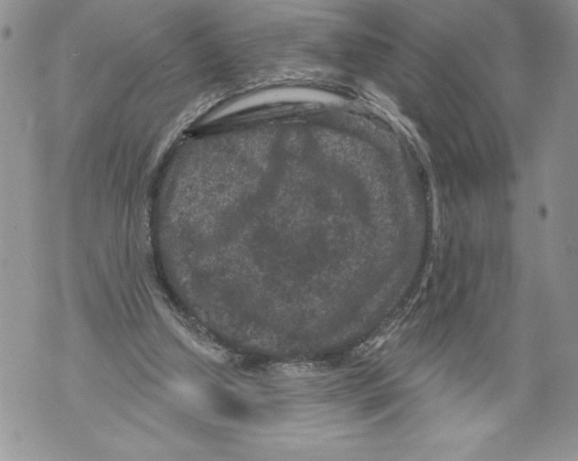 X0000071850250200607290139