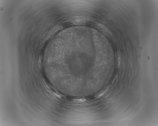 X0000071850266200607290140