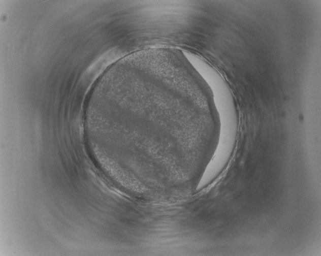 X0000071850290200607290139