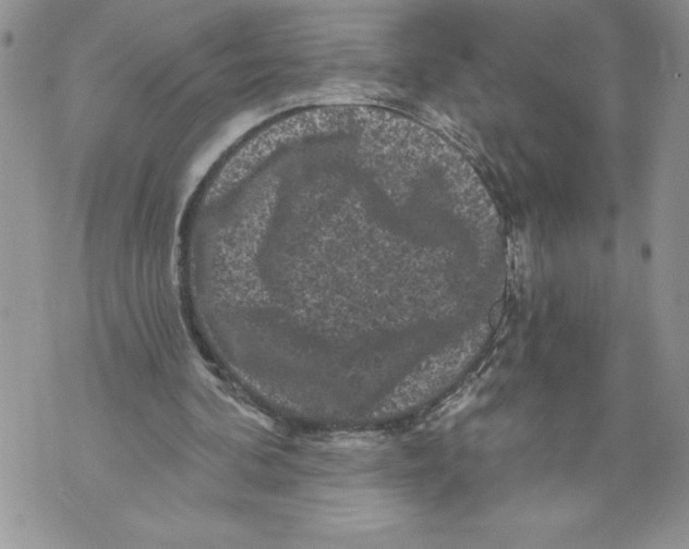 X0000071850292200607290139